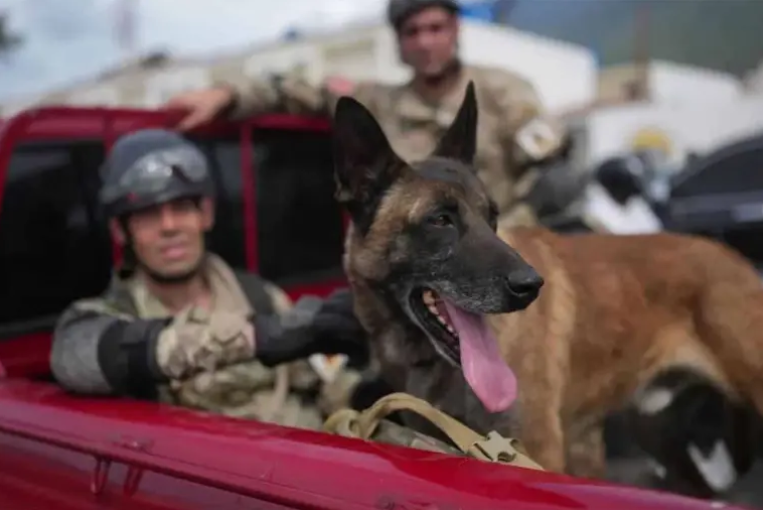 Venezuela: un perro argentino ayudó a rescatar con vida a dos niños que estaban bajo los escombros