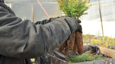 Plantarán 109.100 árboles nativos para recuperar bosques arrasados por incendios en la Patagonia
