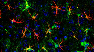 Qué es la optogenética, la técnica para controlar neuronas con luz que ganó el Nobel de Medicina 2026