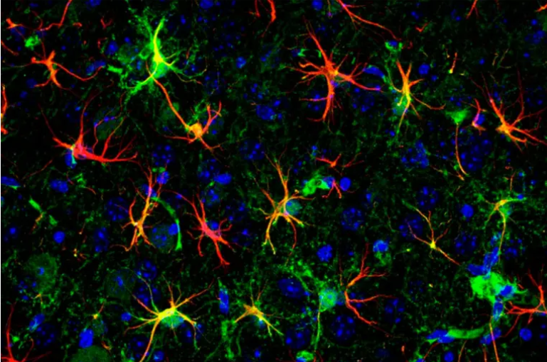 Qué es la optogenética, la técnica para controlar neuronas con luz que ganó el Nobel de Medicina 2026