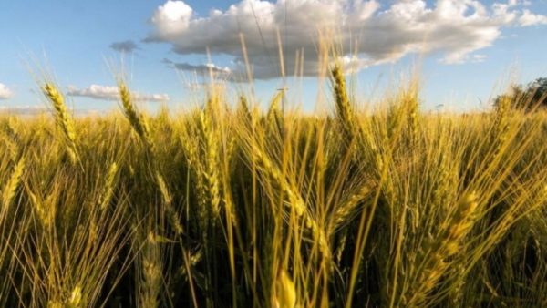 Por el clima adverso, las pérdidas en trigo varían del 10 al 15%